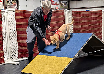 Red Barn Event Centre - Barrie, ON Dog Trainers - Dog Training Session Image