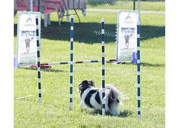 Barrie dog trainer Red Barn Event Centre