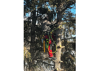 St Albert Services d'arboriculteur Red Willow Tree Service
