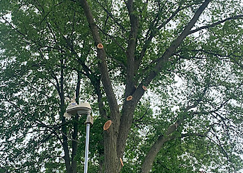Sarnia Services d'arboriculteur Redick Professional Tree Care