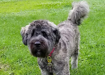 Granby Dresseurs De Chiens Relais Canin