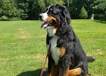 Granby Dresseurs De Chiens Relais Canin