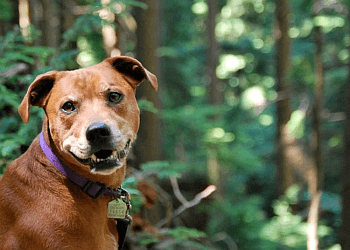 Vancouver dog walker Release The Hounds  image 1