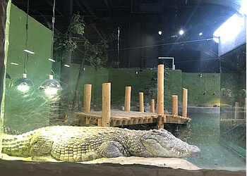 Whitby places to see Reptilia Whitby