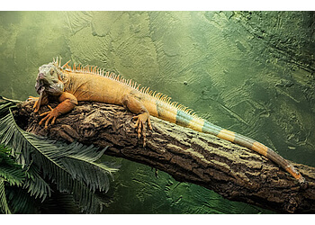 Vaughan places to see Reptilia