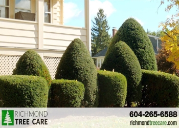 3 Best Tree Services In Richmond, BC - Expert Recommendations