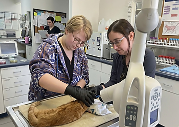 Robinson Pet Hospital - Milton, ON Veterinary Clinics - Medical Procedure Image