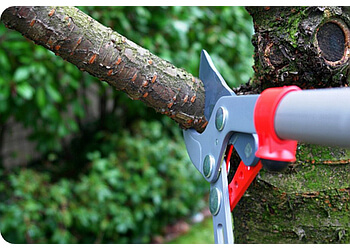 Ottawa Services d'arboriculteur Rock's Tree Service