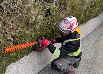 Burnaby tree service Roots & Connections Tree Service