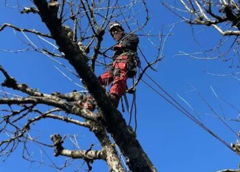 Burnaby tree service Roots & Connections Tree Service