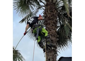 Burnaby tree service Roots & Connections Tree Service