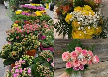 Drummondville florist Rose Drummond