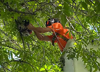 Rossco's Tree Service - Lethbridge, AB Services d'arboriculteur - Field Work Image