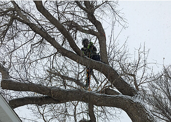 Lethbridge Services d'arboriculteur Rossco's Tree Service