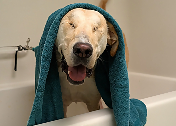 Kamloops pet grooming Roving K-9 Kare