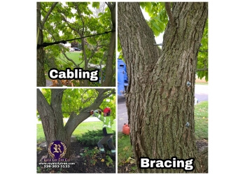 Guelph Services d'arboriculteur Royal City Tree Care