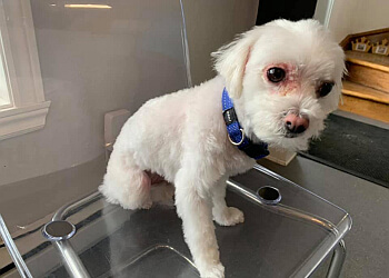 Sherbrooke pet grooming Royaume du Toilettage