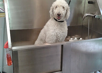 Sherbrooke pet grooming Royaume du Toilettage