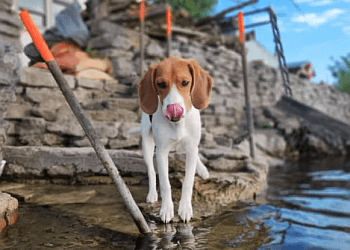 Belleville dog trainer Rrruffhouse