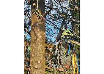 Langley tree service Ruby Tree Care