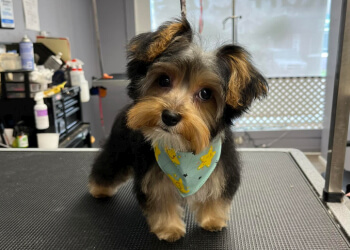 Kawartha Lakes pet grooming Ruff Cuts Dog Grooming