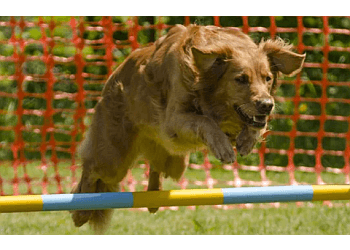 St Johns dog trainer Ruffin' It Canine Club