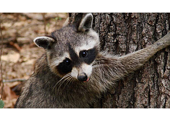 Newmarket animal removal SIA Wildlife Control Inc.