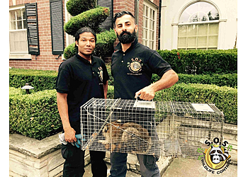 Toronto animal removal SOS Wildlife Control