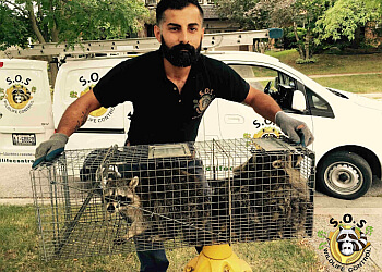 Vaughan animal removal SOS Wildlife Control Inc.
