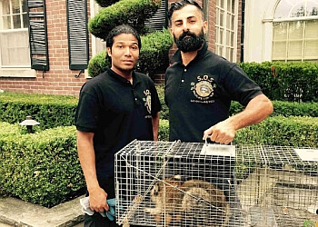 Mississauga animal removal SOS Wildlife Control Mississauga