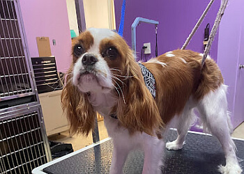 Longueuil pet grooming Salon Botoutou