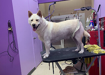 Longueuil pet grooming Salon Botoutou