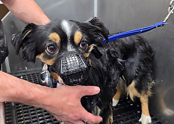 Salon Canin - Quebec, QC Salons de Toilettage Pour Animaux De Compagnie