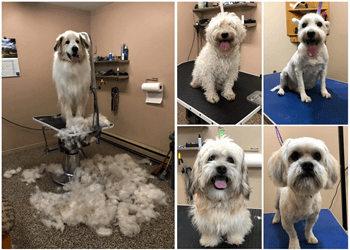 Quebec pet grooming Salon Canin