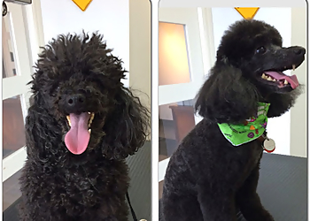 Levis Salons de Toilettage Pour Animaux De Compagnie Salon De Toilettage Toomak