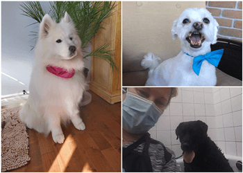 Quebec pet grooming Salon Lavodog