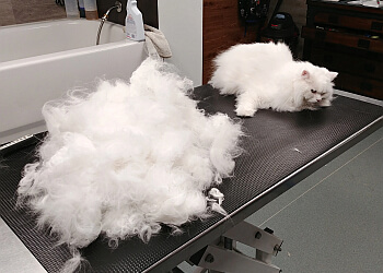 Sherbrooke pet grooming Salon de Toilettage Marco Veilleux