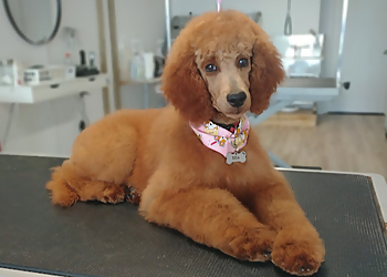 Trois Rivieres Salons de Toilettage Pour Animaux De Compagnie Salon de toilettage Beauté Royale