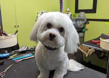 Longueuil pet grooming Salon de toilettage Spa Griffé Longueuil