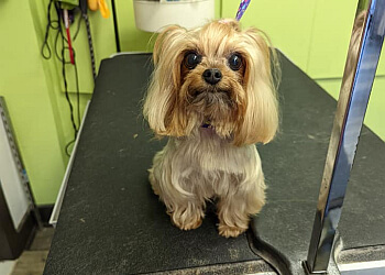 Longueuil pet grooming Salon de toilettage Spa Griffé Longueuil