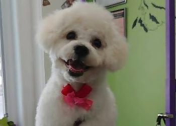 Quebec pet grooming Salon de toilettage Zen Attitude