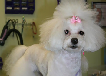 Quebec pet grooming Salon de toilettage Zen Attitude