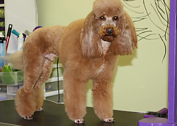 Quebec Salons de Toilettage Pour Animaux De Compagnie Salon de toilettage Zen Attitude