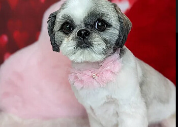 Belleville pet grooming Salty Dog Pet Parlour