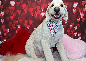 Belleville pet grooming Salty Dog Pet Parlour