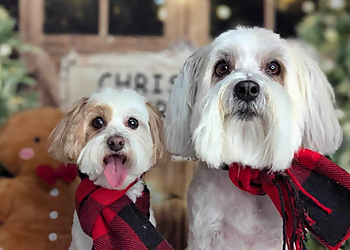 Belleville pet grooming Salty Dog Pet Parlour