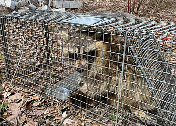 Repentigny pest control SamBug Extermination