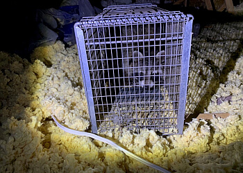 Repentigny pest control SamBug Extermination