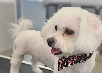 Sarah's Spaw dog grooming - Stouffville, ON Pet Grooming - Dog Image