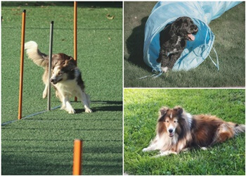 Sault Ste Marie dog trainer Sault Ste. Marie Kennel Club